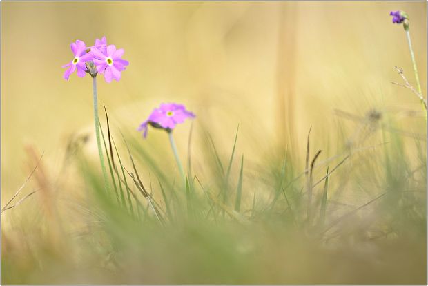 prvosienka pomúčená Primula farinosa L.