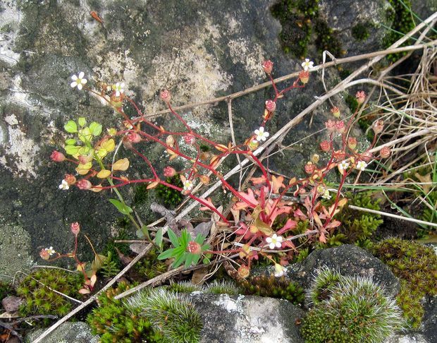 lomikameň trojprstý Saxifraga tridactylites L.