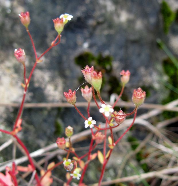 lomikameň trojprstý Saxifraga tridactylites L.