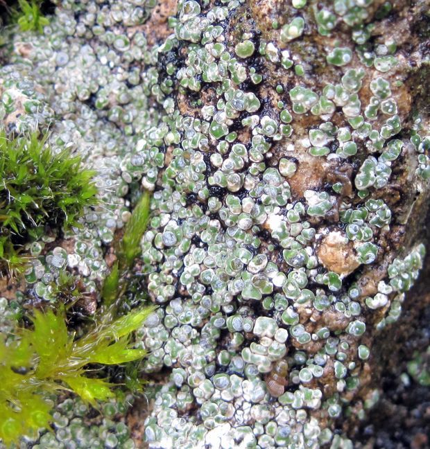 riasanka obyčajná Toninia sedifolia (Scop.) Timdal