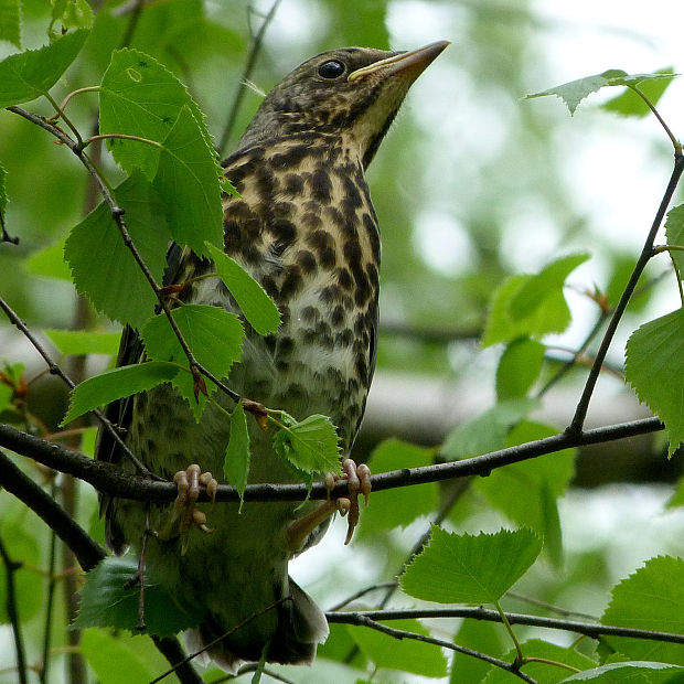 drozd čvíkotavý Turdus pilaris