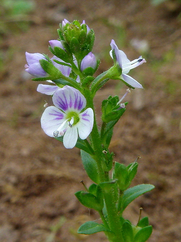 veronika dúškolistá Veronica serpyllifolia L.