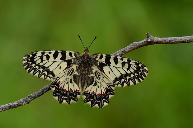 pestroň vlkovcovy Zerynthia polyxena