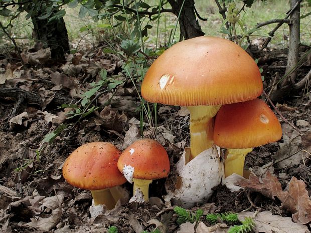 muchotrávka cisárska Amanita caesarea (Scop.) Pers.