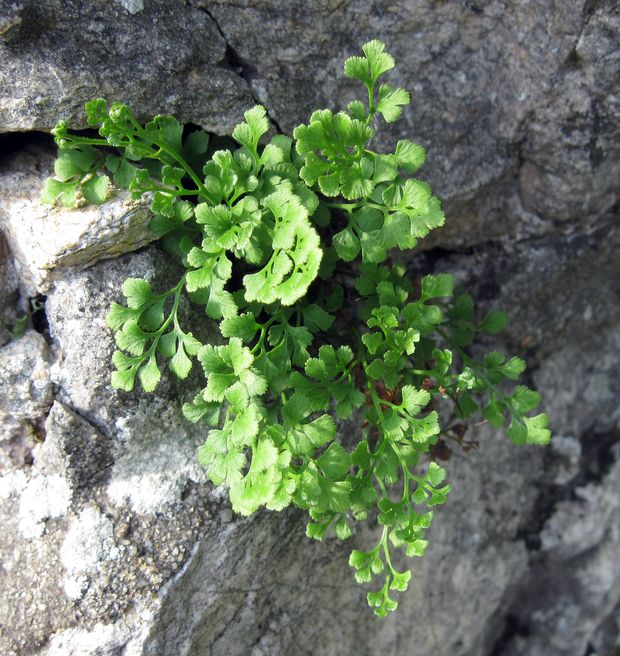 slezinník rutovitý Asplenium ruta-muraria L.