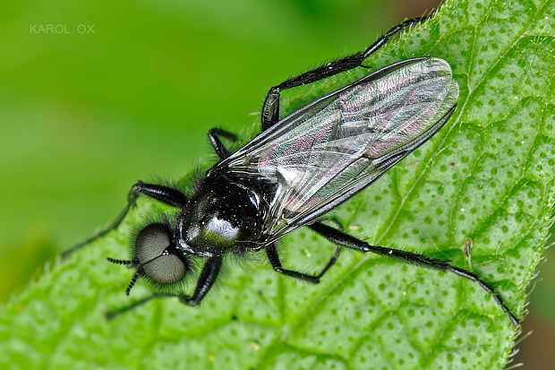 mušica marcova Bibio marci ♂