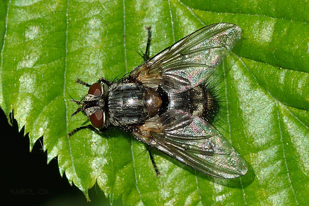 bystruša Blepharipa pratensis