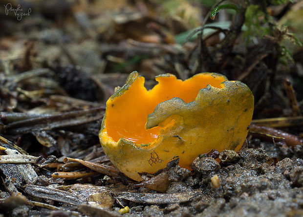 pohárovka ohnivá Caloscypha fulgens (Pers.) Boud.