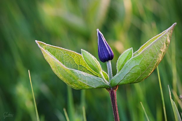 plamienok celistvolistý Clematis integrifolia L.