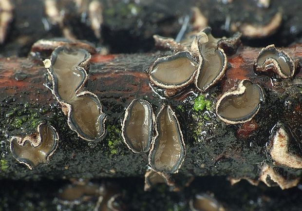 kolpóma dubová Colpoma quercinum (Pers.) Wallr.