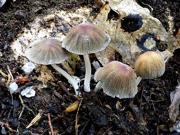 hnojník Coprinus sp.