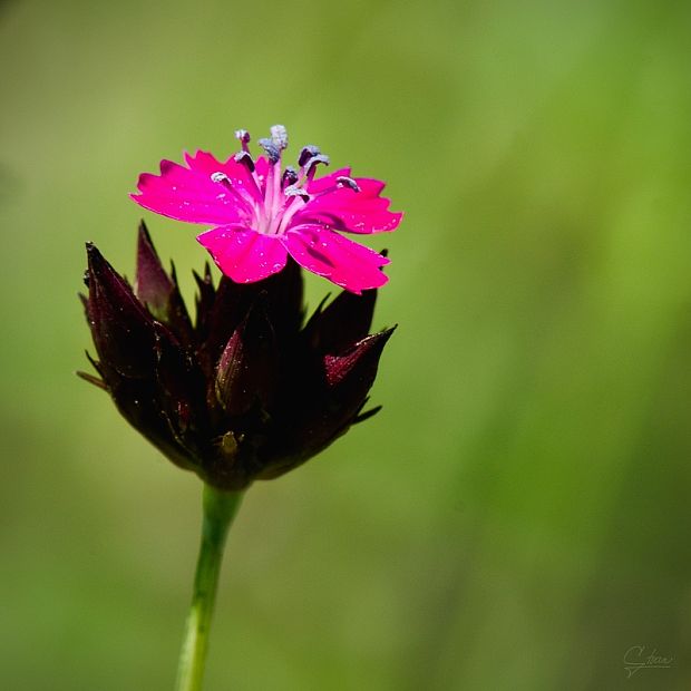 klinček pontederov Dianthus pontederae A. Kern.