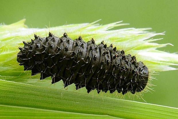 váhavec čierný - larva Galeruca tanaceti