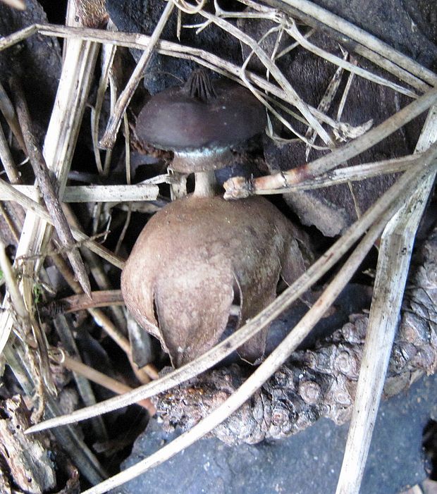 hviezdovka golierikovitá Geastrum striatum DC.