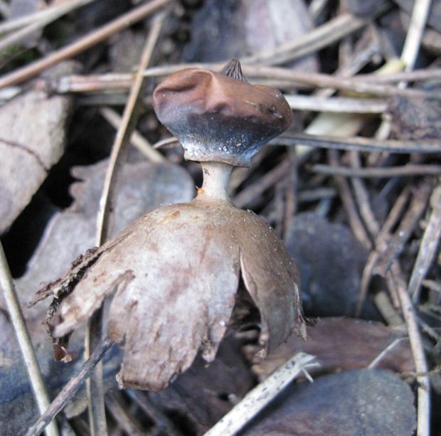 hviezdovka golierikovitá Geastrum striatum DC.