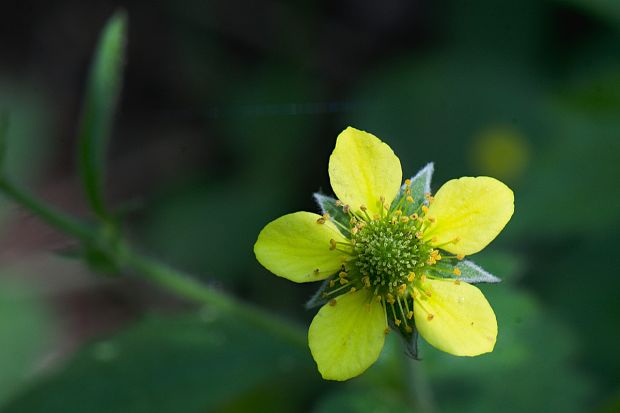 kuklík mestský Geum urbanum L.