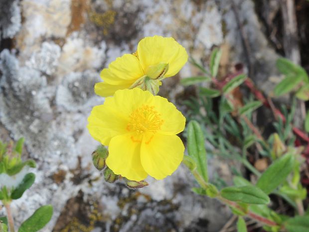 devätorník veľkokvetý Helianthemum grandiflorum (Scop.) DC.