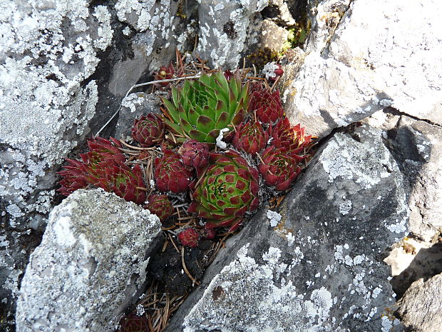 skalničník guľkovitý Jovibarba globifera (L.) J. Parn.