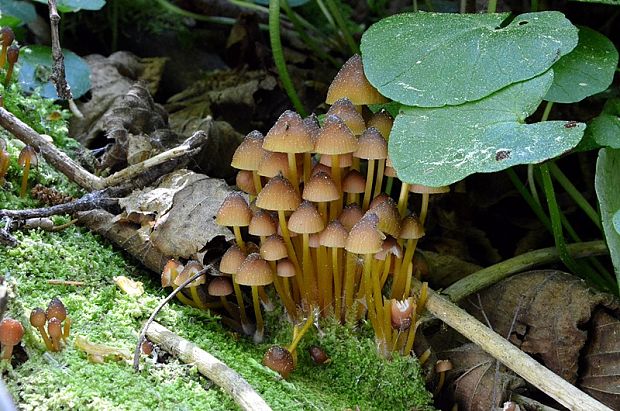 prilbička žltohlúbiková Mycena renati Quél.