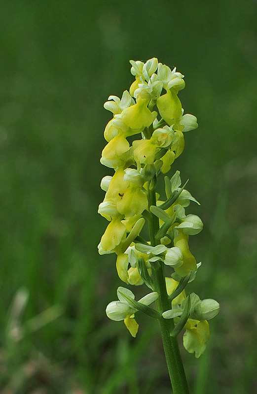 vstavač bledý Orchis pallens L.