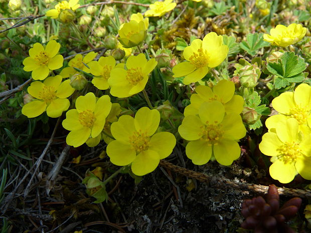 nátržník  Potentilla sp.