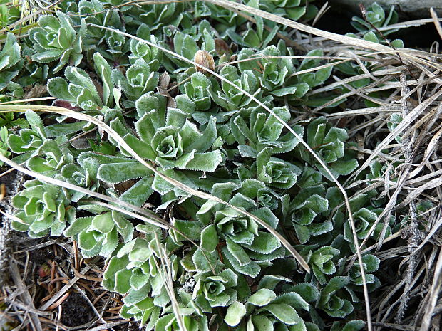 lomikameň metlinatý Saxifraga paniculata Mill.