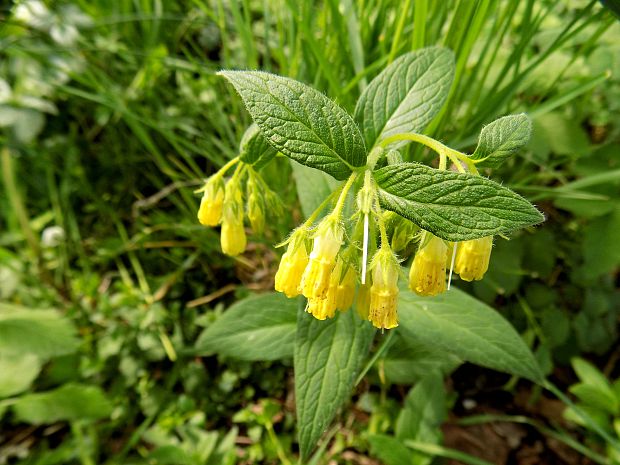 kostihoj hľuznatý Symphytum tuberosum L.