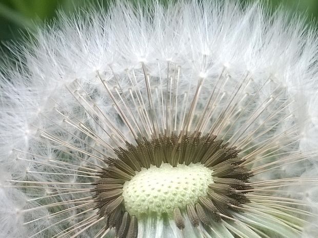 púpava lekárska Taraxacum officinale (L.) Weber ex F.H.Wigg