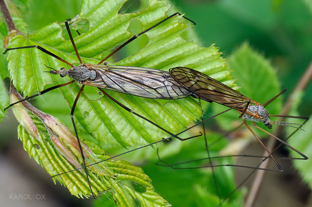 tipuľa jarná Tipula vernalis