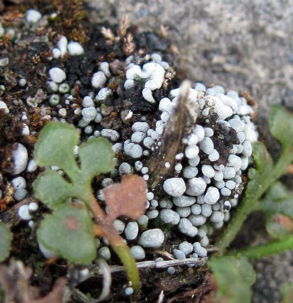 riasanka Toninia physaroides (Opiz) Zahlbr.