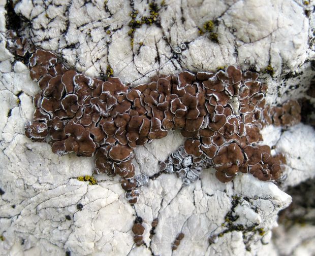 mnohospórovka Acarospora cervina (Ach.) A. Massal.