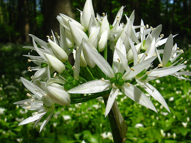 cesnak medvedí Allium ursinum L.