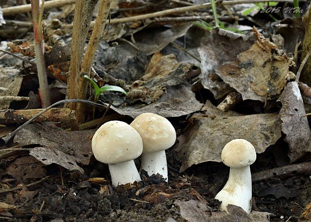 čírovnica májová Calocybe gambosa (Fr.) Donk