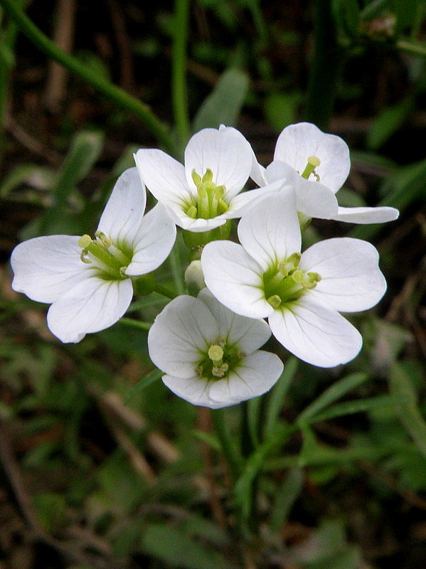 žerušnica lúčna Cardamine pratensis L.