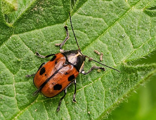 krytohlav Cryptocephalus octopunctatus