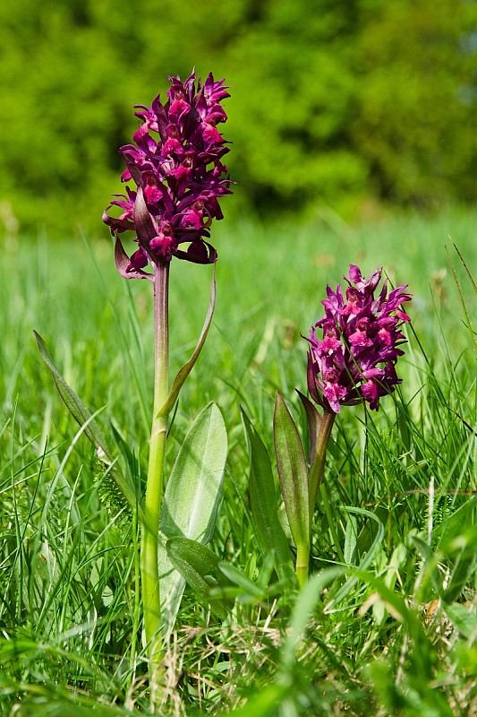 vstavačovec bazový Dactylorhiza sambucina (L.) Soó