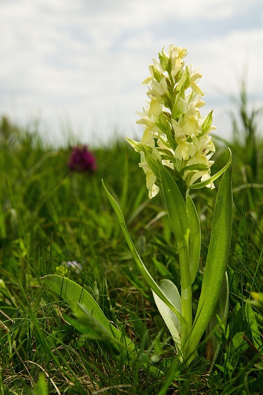 vstavačovec bazový Dactylorhiza sambucina (L.) Soó