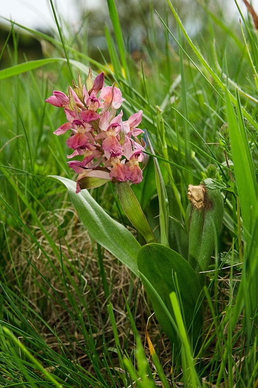 vstavačovec bazový Dactylorhiza sambucina (L.) Soó