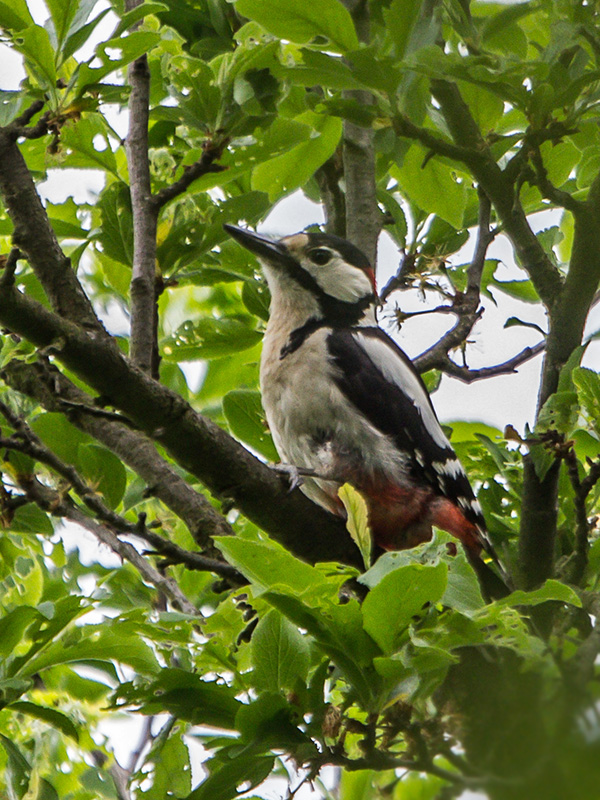 ďateľ veľký  Dendrocopos major