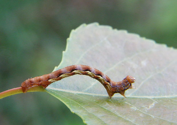 piadivka zimná Erannis defoliaria