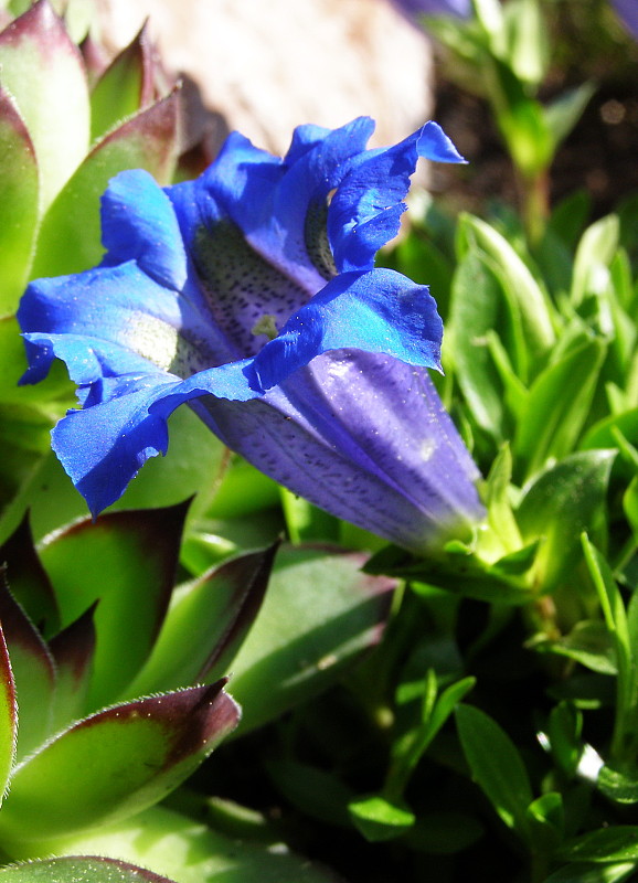 horec clusiov Gentiana clusii Perr. et Songeon