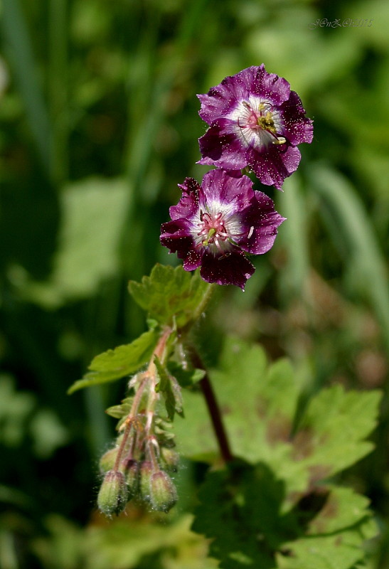 pakost hnedočervený Geranium phaeum L.