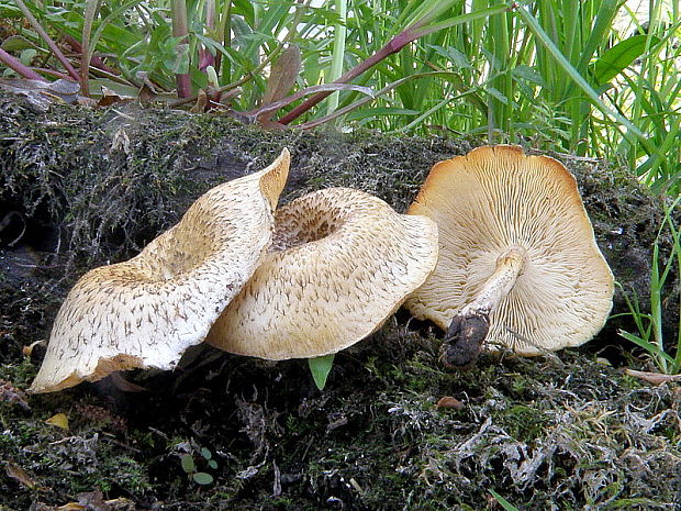 húževnatec tigrovaný Lentinus tigrinus (Bull.) Fr.