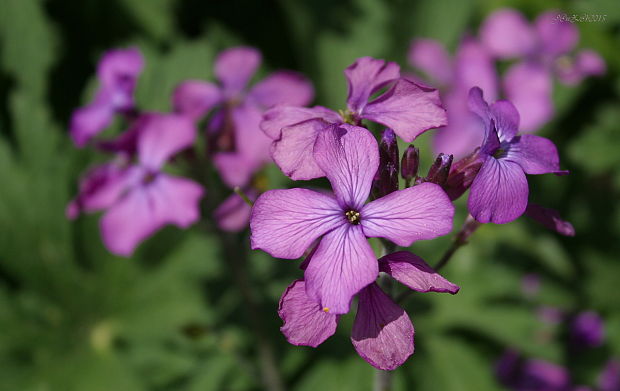 mesačnica ročná Lunaria annua L.