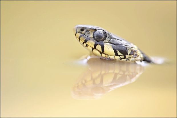 užovka obojková  Natrix natrix