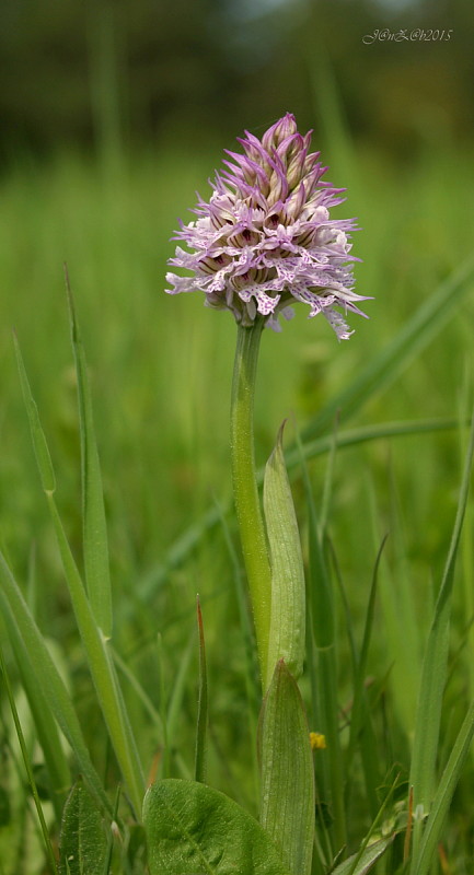 neotinea trojzubá Neotinea tridentata (Scop.) R. M. Bateman, Pridceon et M. W. Chase