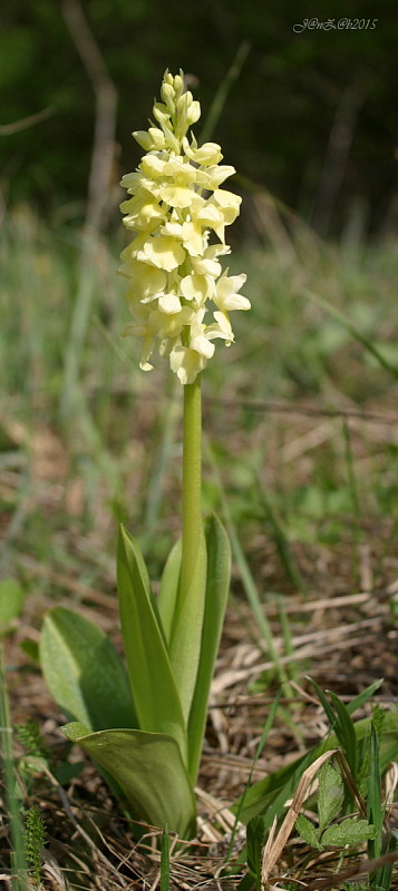 vstavač bledý Orchis pallens L.