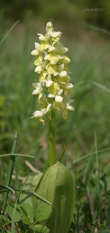 vstavač bledý Orchis pallens L.