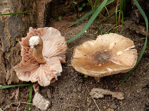 štítovka Pluteus sp.