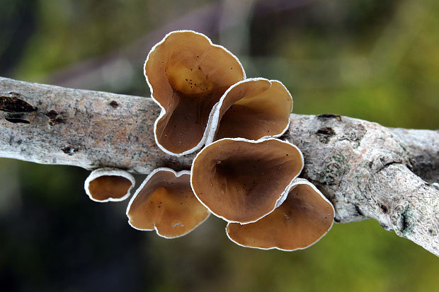 škľabka plstnatá Schizophyllum amplum (Lév.) Nakasone